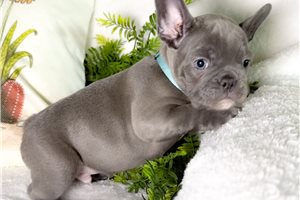 Lazarus - puppy for sale