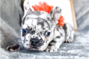 Melanie - French Bulldog for sale