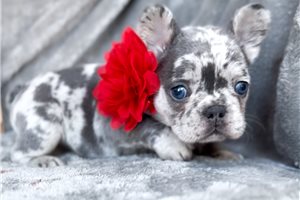 Montana - puppy for sale