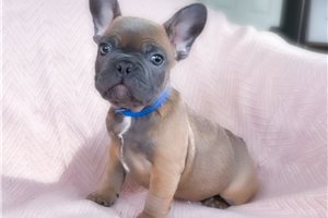 Francisco - French Bulldog for sale
