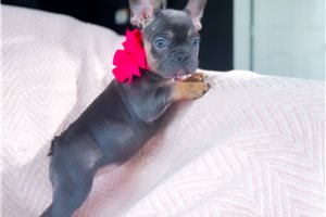 Faith - French Bulldog for sale