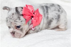 Kinsley - puppy for sale