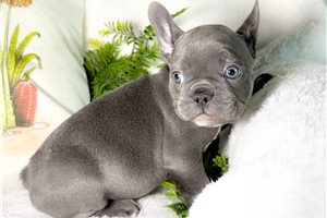 Louie - French Bulldog for sale