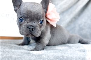 Misty - puppy for sale