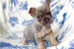 Kingston - French Bulldog for sale