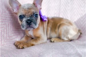 Freya - puppy for sale