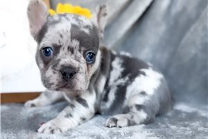 Maria - puppy for sale