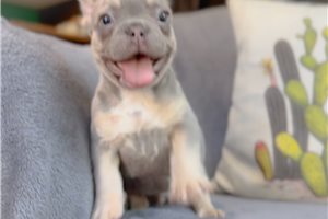 Kingston - French Bulldog for sale