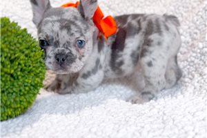Melanie - French Bulldog, placed in Dallas / Fort Worth