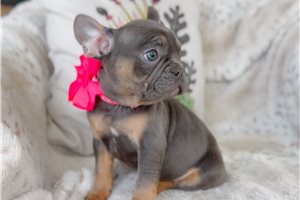 Faith - French Bulldog for sale