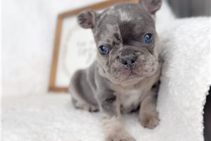 Felix - puppy for sale