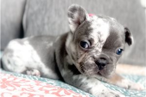 Misha - puppy for sale