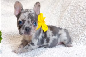 Maria - French Bulldog for sale