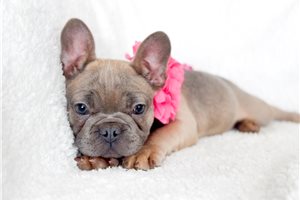 Marlena - French Bulldog for sale