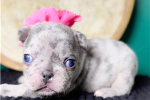 Luanne - puppy for sale