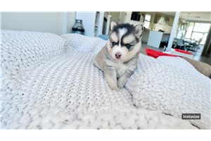 Gnocchi - Pomsky for sale