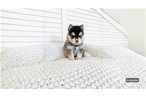 Mac - Pomsky for sale