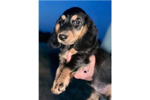 Tank - Dachshund for sale