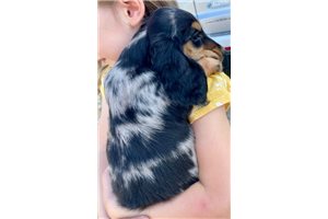 Tilly - Dachshund for sale