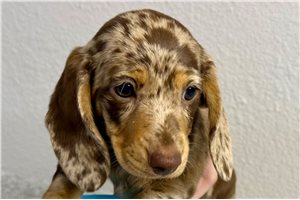 Serenity - Dachshund, Smooth for sale