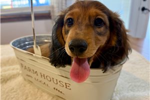 Sebastian - puppy for sale