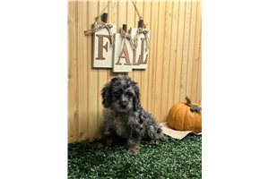 Carter - Cockapoo for sale