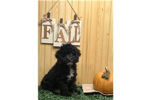 Colby - Cockapoo for sale