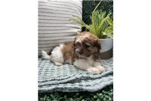 Luci - Havanese for sale