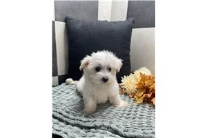 Tommy - Maltese for sale