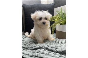 Lonnie - Maltese for sale