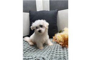 Lucas - Maltese for sale