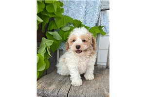 Milo - Poodle, Toy for sale
