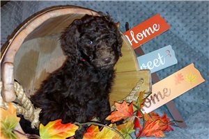 Chungus - Poodle, Standard for sale