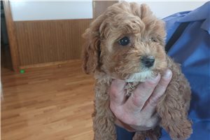 Ronald - puppy for sale
