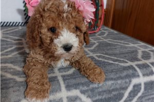 Reagan - puppy for sale