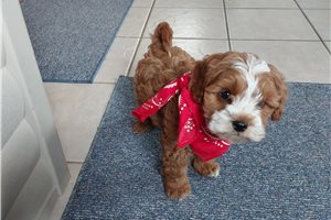 Remington - puppy for sale