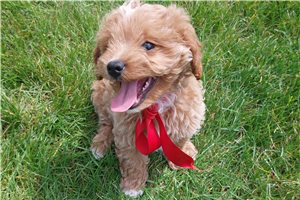 Romano - puppy for sale