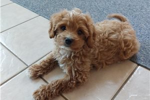 Romano - puppy for sale