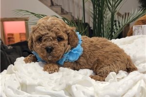Ruger - Cavapoo for sale