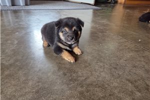 Gino - puppy for sale