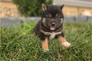 Gwen - Shiba Inu for sale