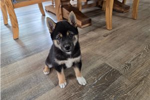 Gwen - Shiba Inu for sale