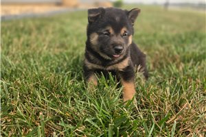Grayson - Shiba Inu for sale