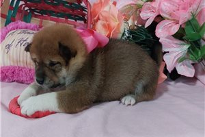 Osaka - puppy for sale