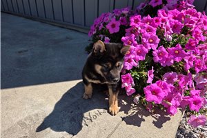 Grayson - Shiba Inu for sale