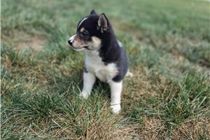 Gertrude - Shiba Inu for sale