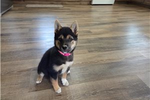 Gwen - Shiba Inu for sale