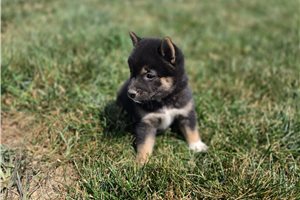 Gwen - Shiba Inu for sale