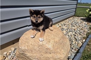 Gino - Shiba Inu for sale