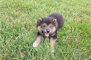 Grayson - puppy for sale
